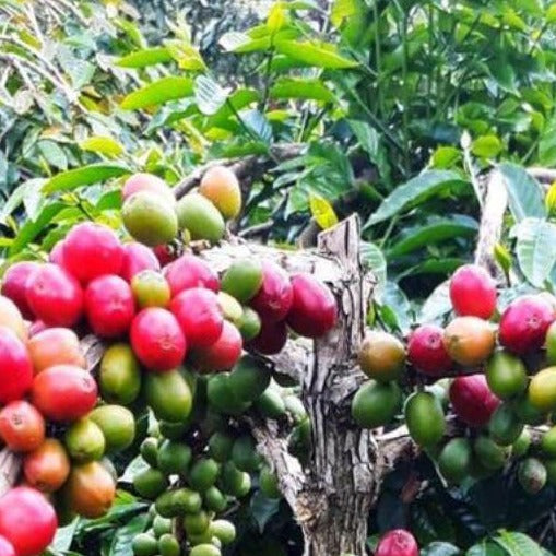 Think branch full of red and green coffee cherries
