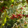 Branch full of red and green coffee cherries