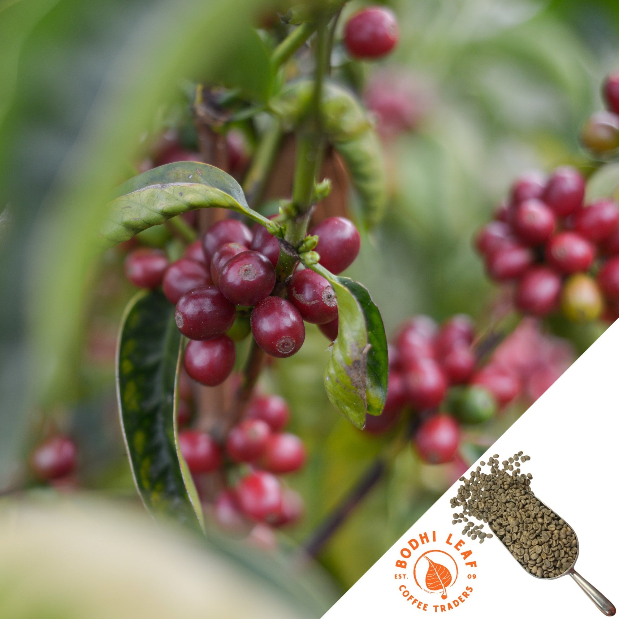 BARATZA ENCORE CONICAL BURR COFFEE GRINDER - Bodhi Leaf Coffee Traders