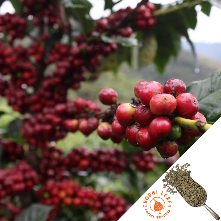 Up close view of bright red coffee cherries.