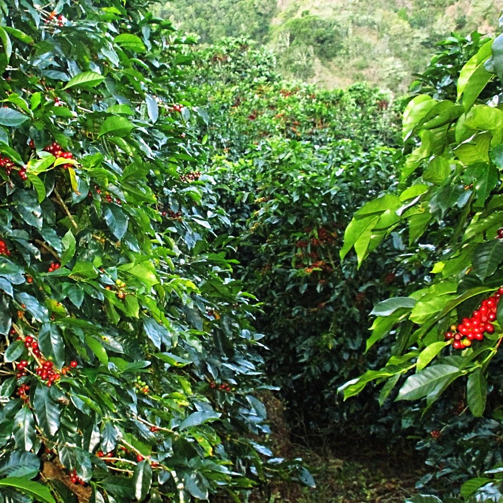 Big green coffee shrub with bright red coffee cherries