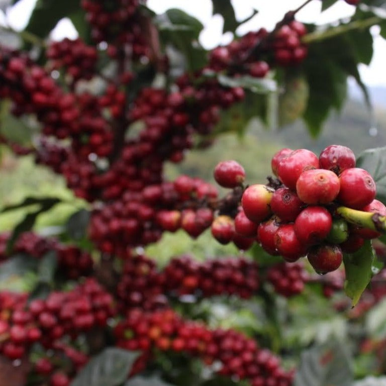 up close view of bright red ripe coffee cherres