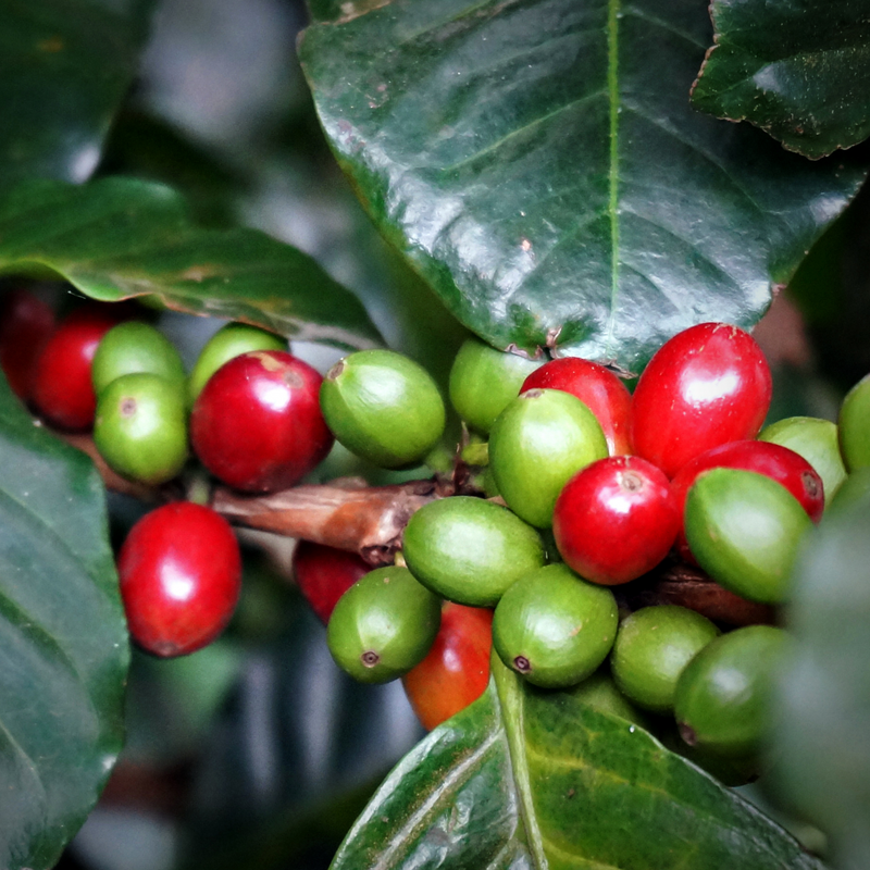 small bunch of red and green coffee cherries with dark green leaves