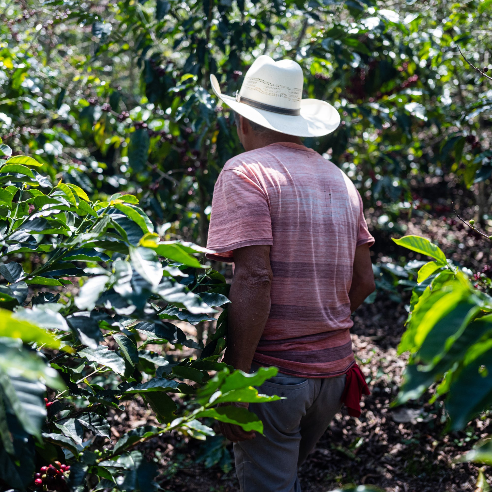 Back of man walking through coffee farm with white hat, pink striped short sleeved shirt, and red rag hanging out of back pocket.
