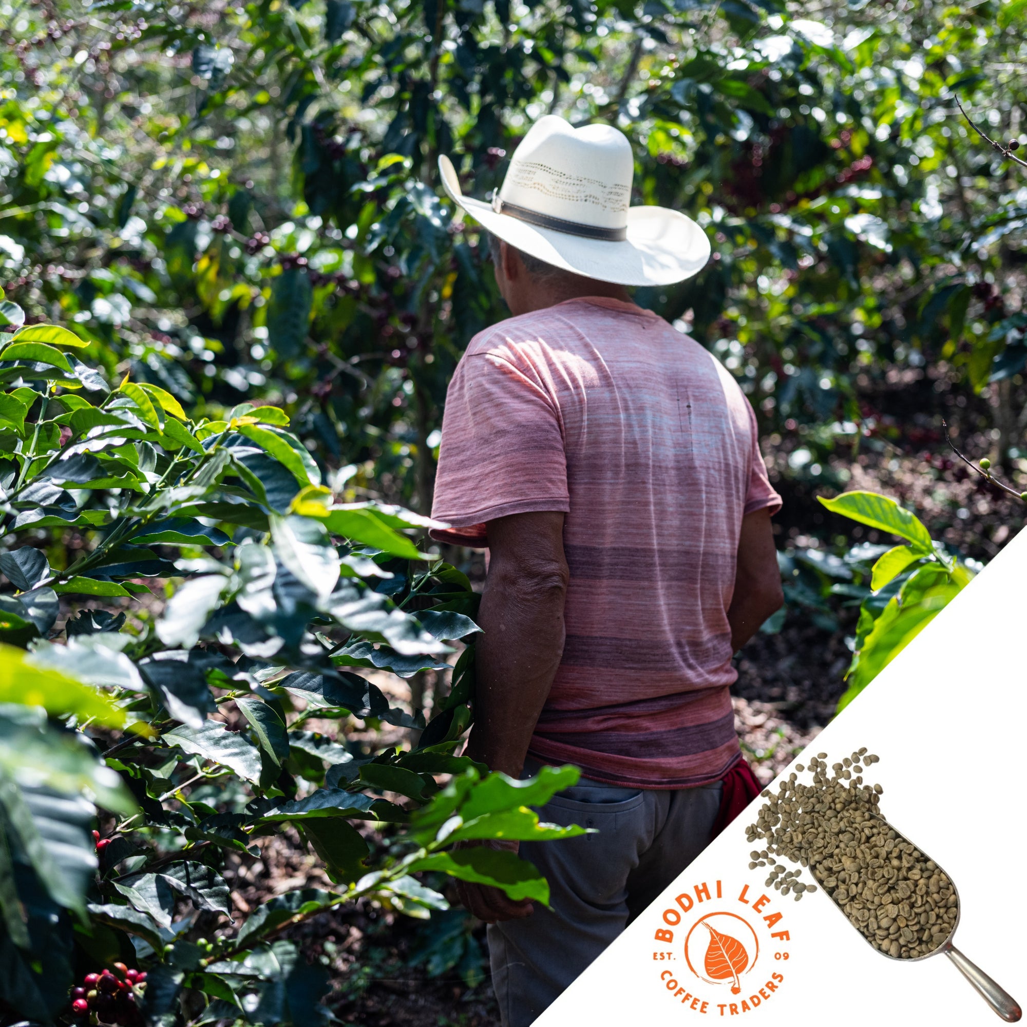 Back of man walking through coffee farm with white hat, pink striped short sleeved shirt, and red rag hanging out of back pocket.